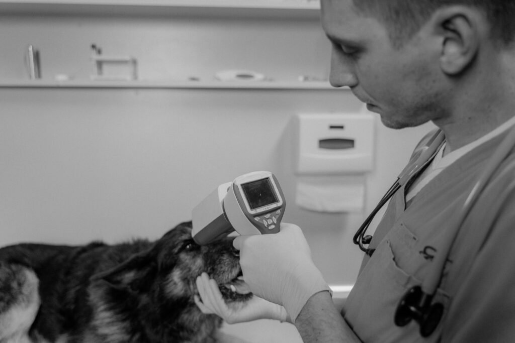Veterinário examinando cachorro com equipamento de diagnóstico