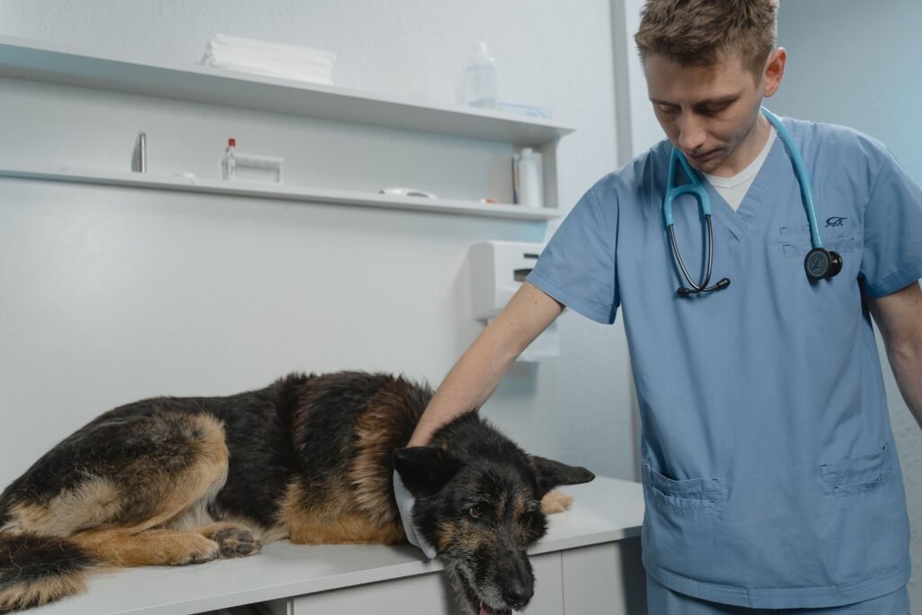 Veterinário de jaleco atendendo cachorro Pastor Alemão